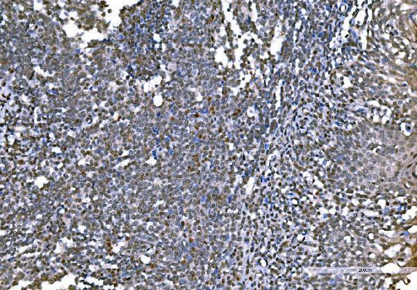 m08821 2 h1f0 primary antibodies ihc testing 7