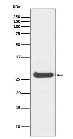 m08821 wb