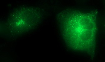 m08823 anti scamp2 mouse monoclonal antibody clone id oti3c2 if testing 17