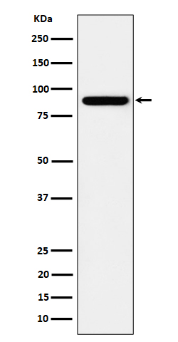 Western blot analysis of HOOK2 expression in HeLa cell lysate