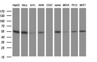 Western blot analysis of extracts (35ug) from 9 different cell lines by using anti-CUEDC2 monoclonal antibody (HepG2: human; HeLa: human; SVT2: mouse; A549: human; COS7: monkey; Jurkat: human; MDCK: canine; PC12: rat; MCF7: human)