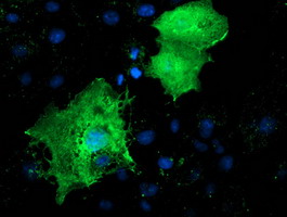 m08888 anti lmcd1 mouse monoclonal antibody clone id oti1h5 if testing 4