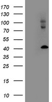 m08888 anti lmcd1 mouse monoclonal antibody clone id oti1h5 wb testing 1