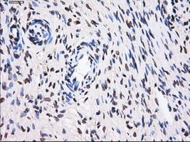 Immunohistochemical staining of paraffin-embedded Ovary tissue within the normal limits using anti-BTN3A2 mouse monoclonal antibody. (Heat-induced epitope retrieval by 10mM citric buffer
