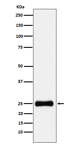 Western blot analysis of PSMA2 expression in HepG2 cell lysate