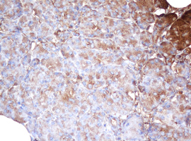 m08901 anti psma2 mouse monoclonal antibody clone id oti3d9 ihc testing 2