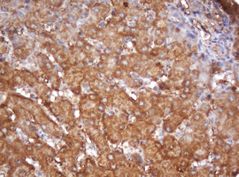 m08901 anti psma2 mouse monoclonal antibody clone id oti3d9 ihc testing 3