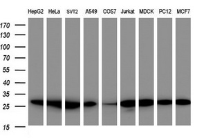 m08901 anti psma2 mouse monoclonal antibody clone id oti3d9 wb testing 1