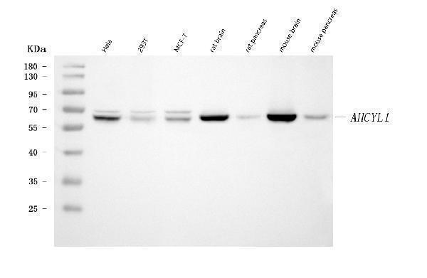 m08908 ahcyl1 primary antibodies wb testing 1