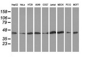 m08918 anti dnaja2 mouse monoclonal antibody clone id oti3a10 wb testing 2