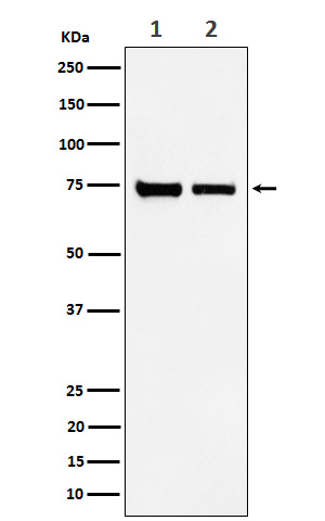 Western blot analysis of CPSF73 expression in (1) Hela cell lysate; (2) NIH/3T3 cell lysate.