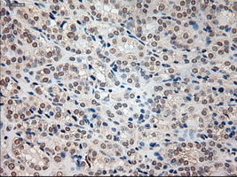 m08947 1 anti prominin 2 prom2 mouse monoclonal antibody clone id oti6b7 ihc testing 4