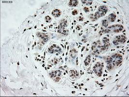 m08947 1 anti prominin 2 prom2 mouse monoclonal antibody clone id oti6b7 ihc testing 5