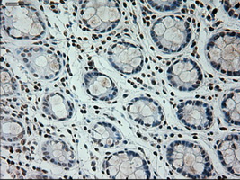 m08947 1 anti prominin 2 prom2 mouse monoclonal antibody clone id oti6b7 ihc testing 6