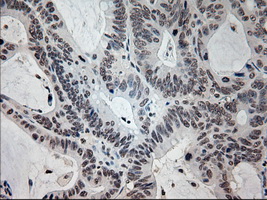 m08947 1 anti prominin 2 prom2 mouse monoclonal antibody clone id oti6b7 ihc testing 7