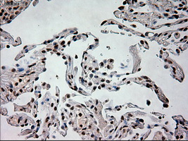 m08947 1 anti prominin 2 prom2 mouse monoclonal antibody clone id oti6b7 ihc testing 8
