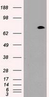 HEK293T cells were transfected with the pCMV6-ENTRY control (Left lane) or pCMV6-ENTRY PROM2 (Right lane) cDNA for 48 hrs and lysed