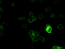 m08947 anti prominin 2 prom2 mouse monoclonal antibody clone id oti3d12 if testing 7