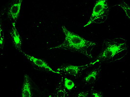 m08947 anti prominin 2 prom2 mouse monoclonal antibody clone id oti3d12 if testing 8