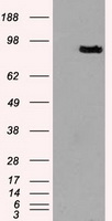 m08947 anti prominin 2 prom2 mouse monoclonal antibody clone id oti3d12 wb testing 2