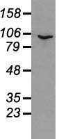 m08947 anti prominin 2 prom2 mouse monoclonal antibody clone id oti3d12 wb testing 3