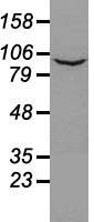 m08947 anti prominin 2 prom2 mouse monoclonal antibody clone id oti3d12 wb testing 4