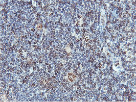 m08954 anti apmap mouse monoclonal antibody clone id oti4f6 ihc testing 12