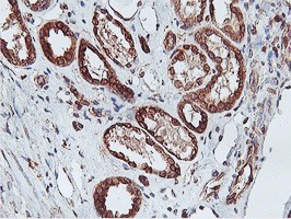 m08954 anti apmap mouse monoclonal antibody clone id oti4f6 ihc testing 13