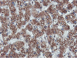 m08954 anti apmap mouse monoclonal antibody clone id oti4f6 ihc testing 15