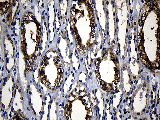 m08956 anti rnf14 mouse monoclonal antibody clone id oti1c9 ihc testing 4