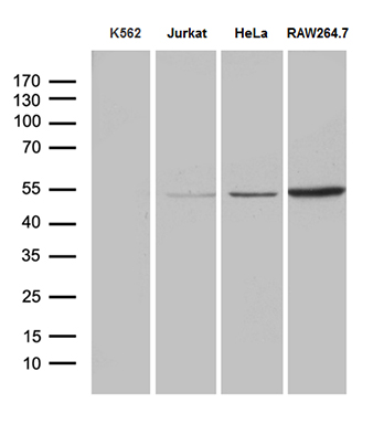 Western blot analysis of extracts (35ug) from 4 different cell lines by using anti-RNF14 monoclonal antibody (1:500)