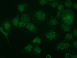 Anti-TRIM2 mouse monoclonal antibody (M08957-2) immunofluorescent staining of COS7 cells transiently transfected by pCMV6-ENTRY TRIM2