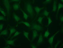 Immunofluorescent staining of HeLa cells using anti-TRIM2 mouse monoclonal antibody (M08957-2)