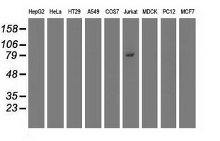 Western blot analysis of extracts (35ug) from 9 different cell lines by using anti-TRIM2 monoclonal antibody