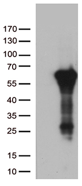 HEK293T cells were transfected with the pCMV6-ENTRY control (Left lane) or pCMV6-ENTRY ARSG (Right lane) cDNA for 48 hrs and lysed