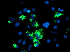 m08967 anti trim9 mouse monoclonal antibody clone id oti2d6 if testing 4