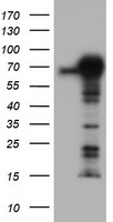HEK293T cells were transfected with the pCMV6-ENTRY control (Left lane) or pCMV6-ENTRY TRIM9 (Right lane) cDNA for 48 hrs and lysed