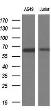 Western blot analysis of extracts (10ug) from 2 different cell lines by using anti-TRIM9 monoclonal antibody at 1:200 dilution