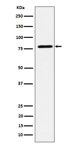 Western blot analysis of EXOC3 expression in MCF7 cell lysate.