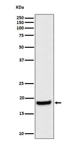 Western blot analysis of eIF1A expression in HeLa cell lysate.