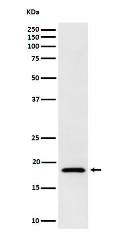 Western blot analysis of eIF1A expression in Jurkat cell lysate