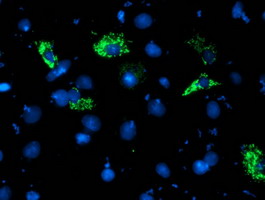 m09003 anti ndufa5 mouse monoclonal antibody clone id oti1e8 if testing 3