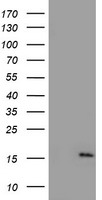 m09003 anti ndufa5 mouse monoclonal antibody clone id oti1e8 wb testing 1