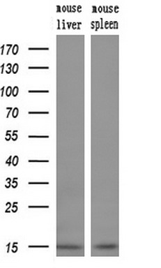 m09003 anti ndufa5 mouse monoclonal antibody clone id oti1e8 wb testing 2