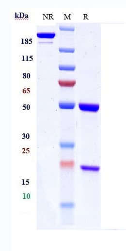 m09006 1 sds page