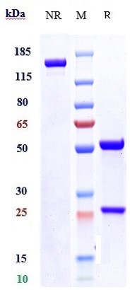 m09006 sds page