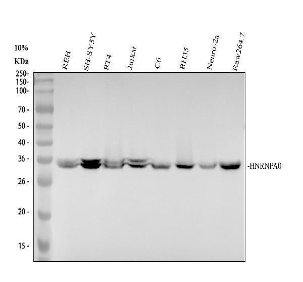 Western blot analysis of HNRNPA0/MRC1 using anti-HNRNPA0/MRC1 antibody (M09015-1)