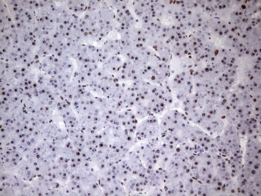 m09015 anti hnrnpa0 mouse monoclonal antibody clone id oti8h8 ihc testing 10