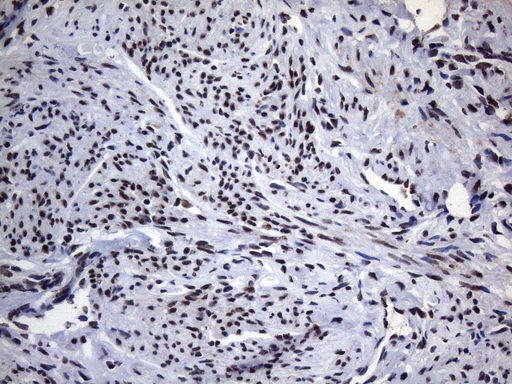 m09015 anti hnrnpa0 mouse monoclonal antibody clone id oti8h8 ihc testing 4
