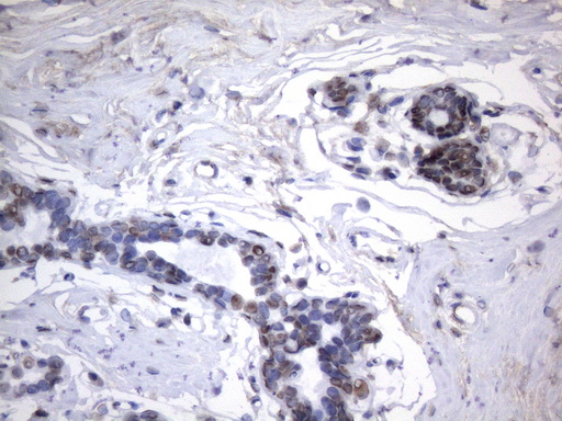 m09015 anti hnrnpa0 mouse monoclonal antibody clone id oti8h8 ihc testing 6